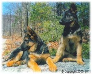 GermanShepherdsofMunsterAbbeyLLC